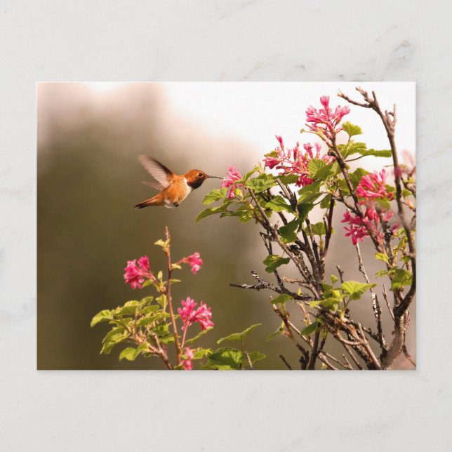 Carte Postale Colibri et fleurs (Devant)
