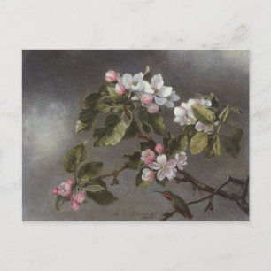 Carte Postale Colibri et fleurs de pomme Martin J. Heade