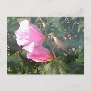 Carte Postale Colibri et Rose de Sharon