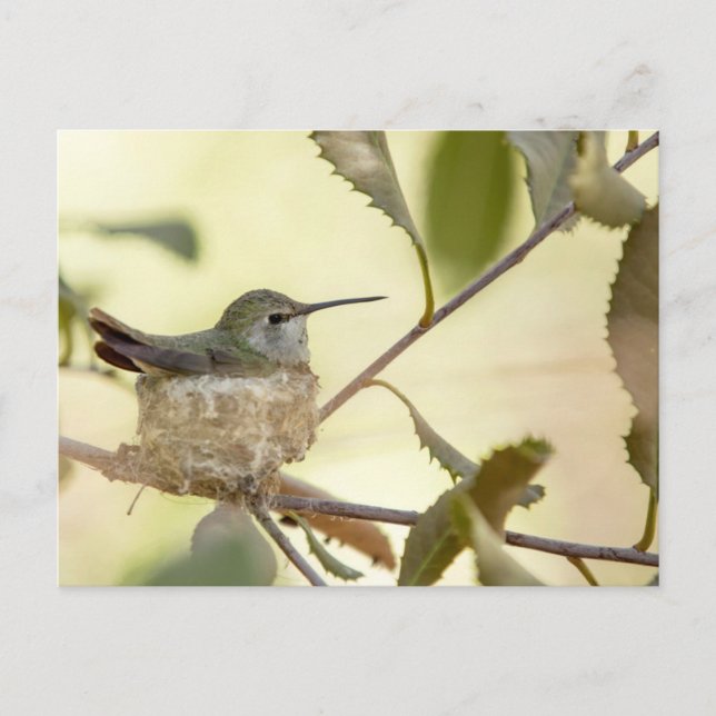 Carte Postale Colibri femelle sur son nid (Devant)