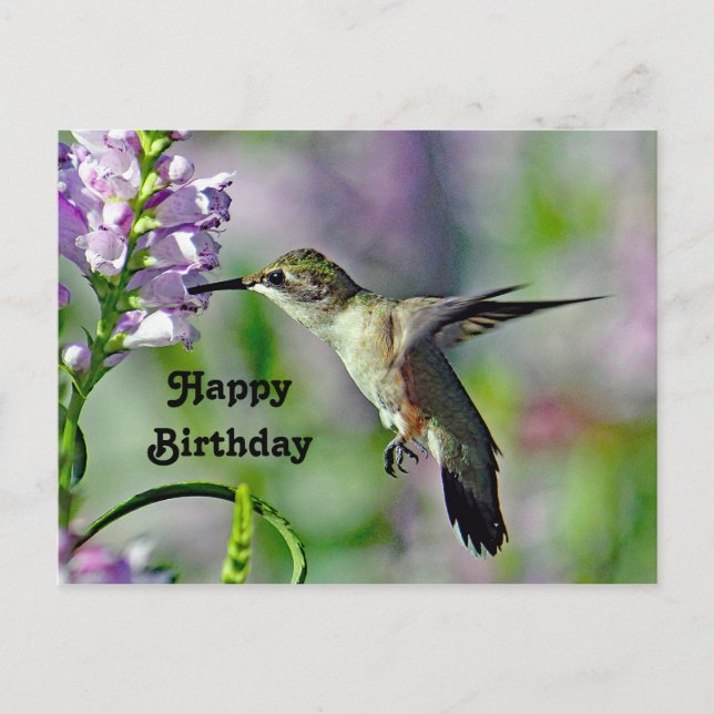 Carte Postale Colibri Fleur Florale Rose Photo Anniversaire Faun (Devant)