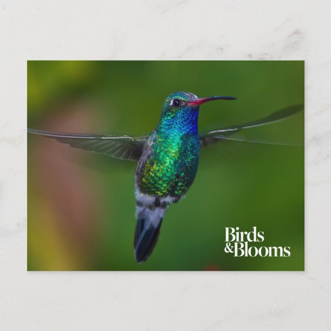 Carte Postale Colibri flottant (Devant)