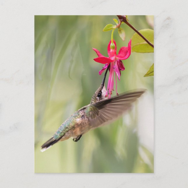 Carte Postale Colibri Fuchsia Favori (Devant)
