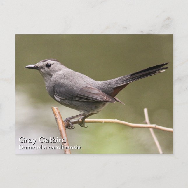 Carte Postale Colibri gris (Devant)
