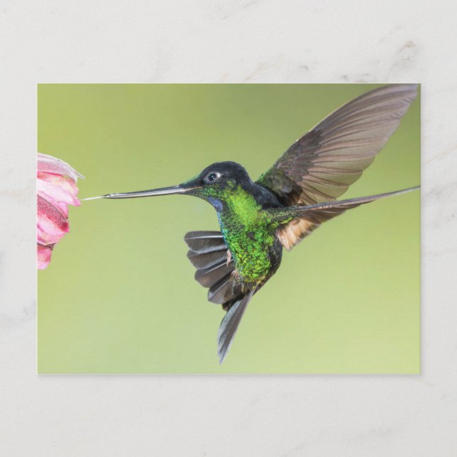 Carte Postale Colibri inca dans la poitrine de vol (Devant)