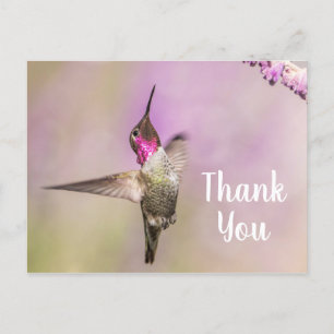 Carte Postale Colibri Mignon Posant pour Dire Merci