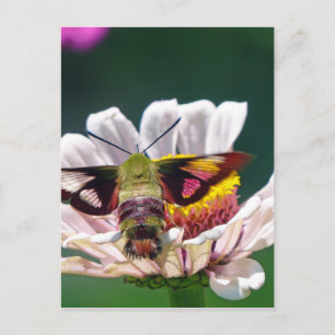 Carte Postale Colibri-mouche