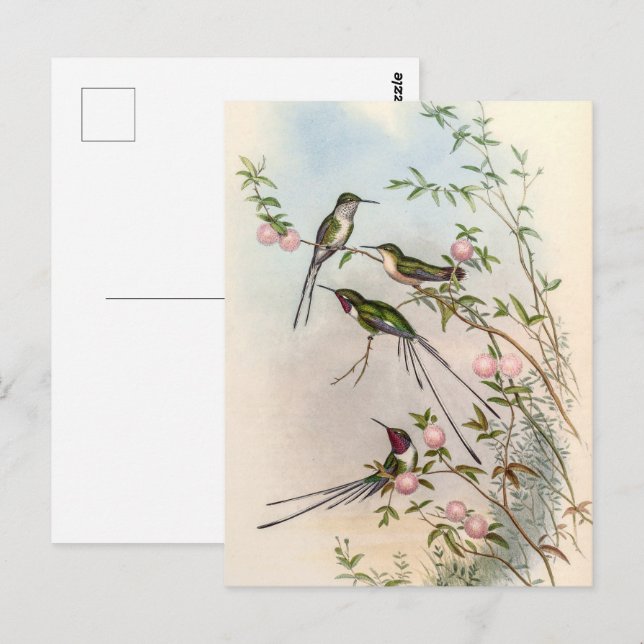 Carte Postale Colibri par John Gould (Devant / Derrière)