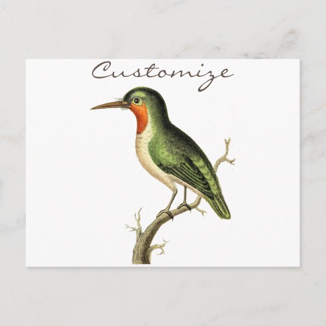 Carte Postale Colibri perché Thunder_Cove (Devant)