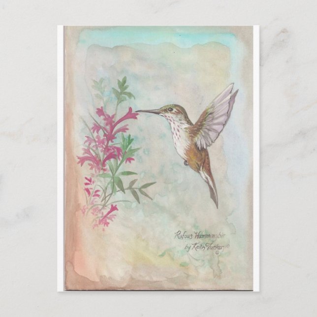 Carte Postale Colibri roux (Devant)