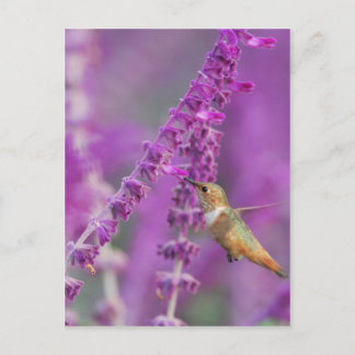 Carte Postale Colibri roux