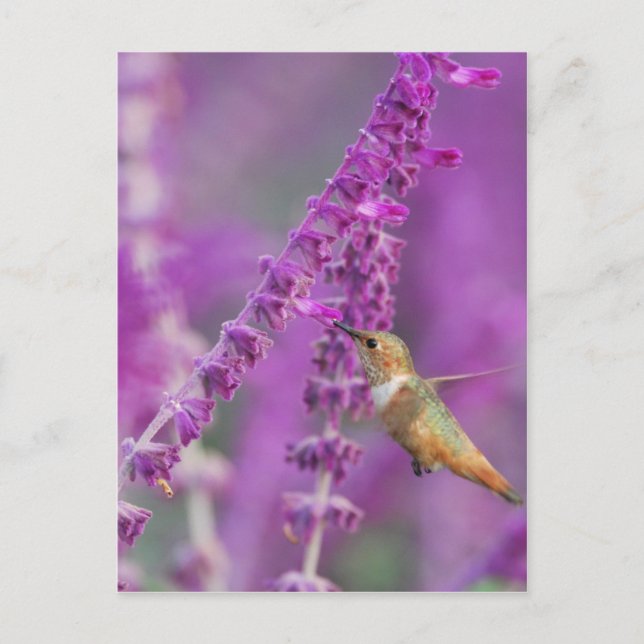 Carte Postale Colibri roux (Devant)