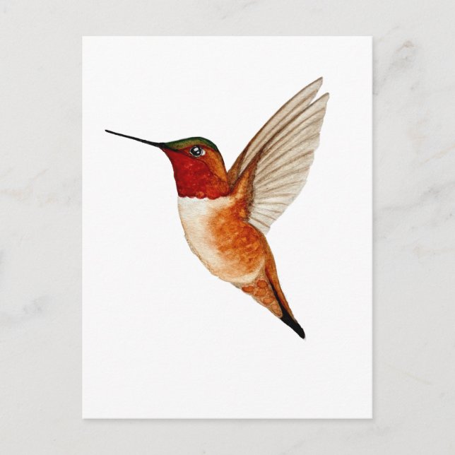 Carte Postale Colibri roux (Devant)
