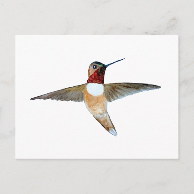 Carte Postale Colibri roux (Devant)