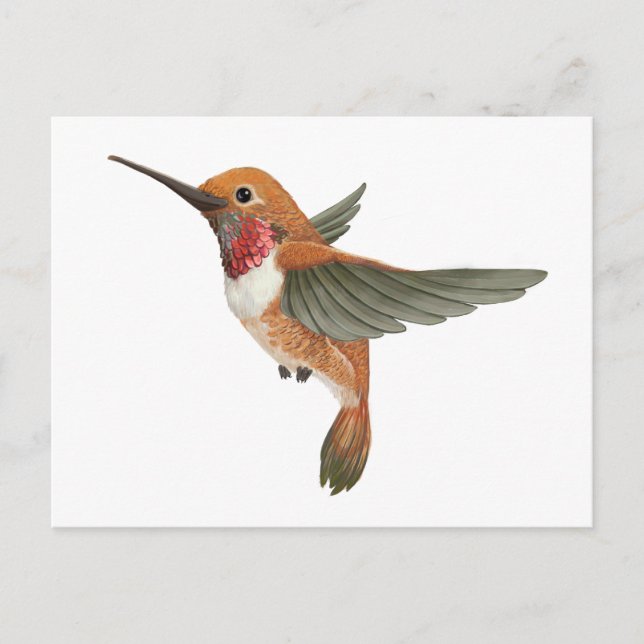 Carte Postale Colibri roux (Devant)