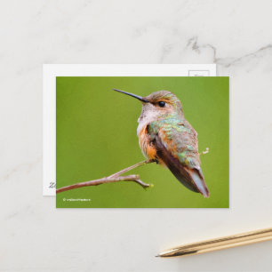 Carte Postale Colibri roux assis en Californie Lilac
