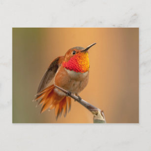 Carte Postale Colibri roux aux plumes rousses