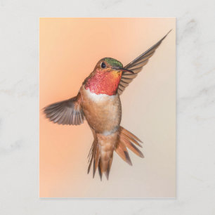 Carte Postale Colibri roux dans une poitrine étonnante
