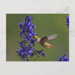 Carte Postale Colibri Rufous, rufus de Selasphorus, femelle