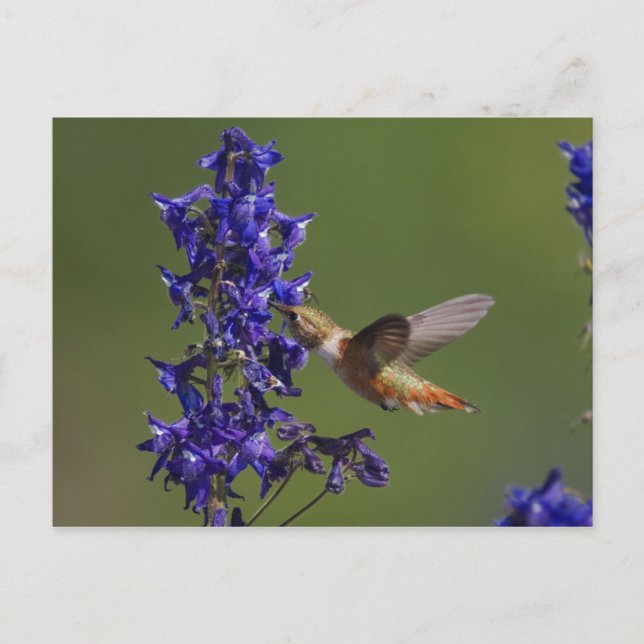 Carte Postale Colibri Rufous, rufus de Selasphorus, femelle (Devant)