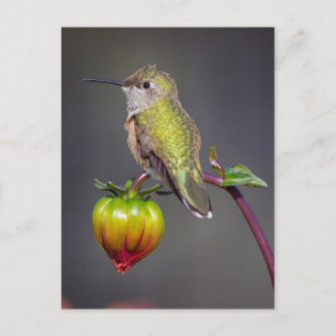 Carte Postale Colibri se repose sur un bouton de fleur