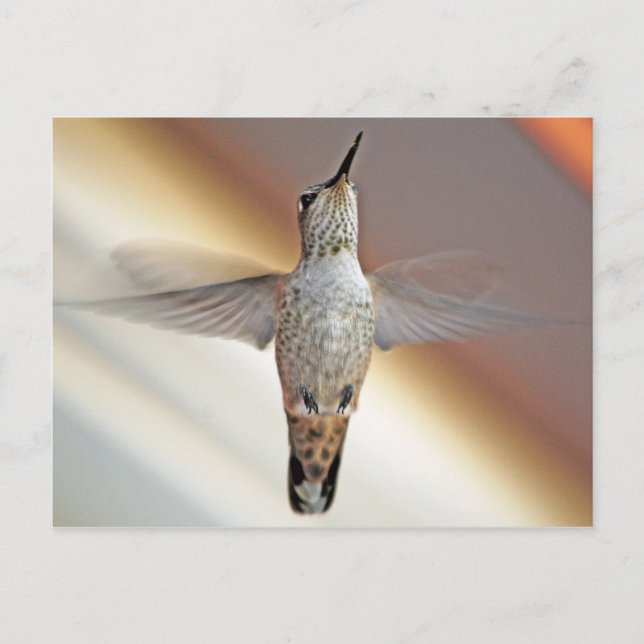 Carte Postale Colibri survolant (Devant)
