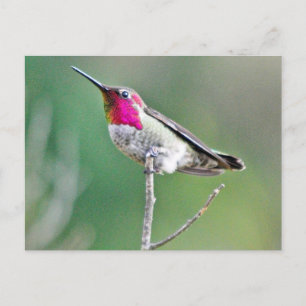 Carte Postale Colibri survolant