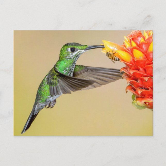 Carte Postale Colibri vert et abeille (Devant)