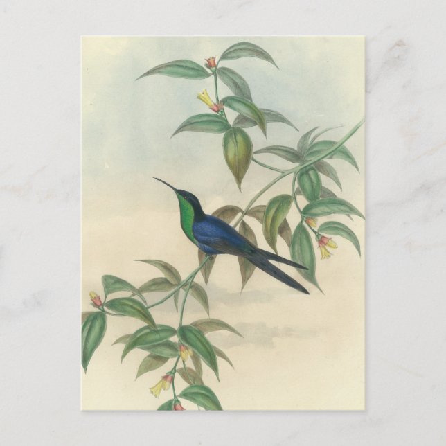 Carte Postale Colibri vert et bleu (Devant)