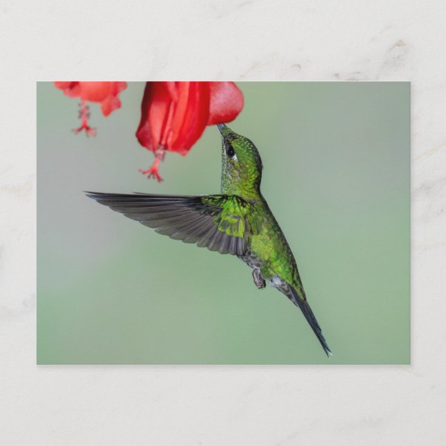 Carte Postale Colibri vert et Fleur rouge (Devant)