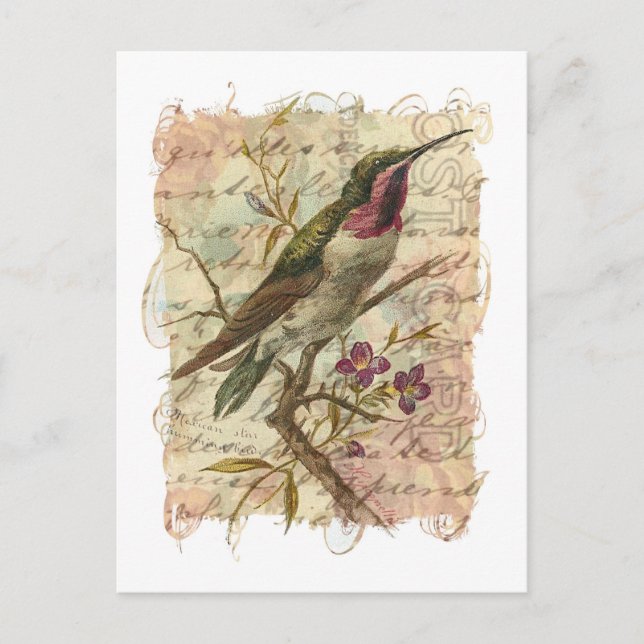 Carte Postale Colibri vintage (Devant)