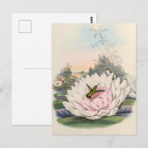 Carte Postale Colibri vintage par John Gould