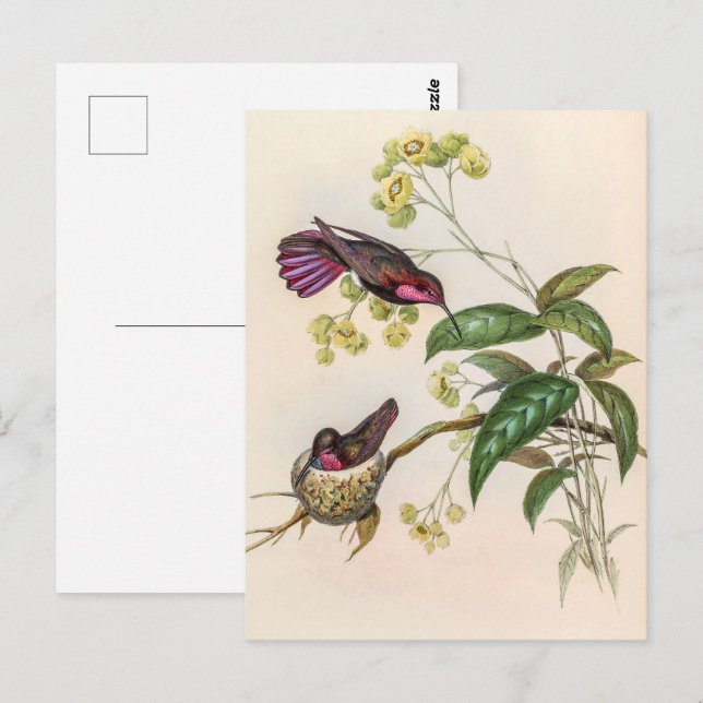 Carte Postale Colibri vintage par John Gould (Devant / Derrière)
