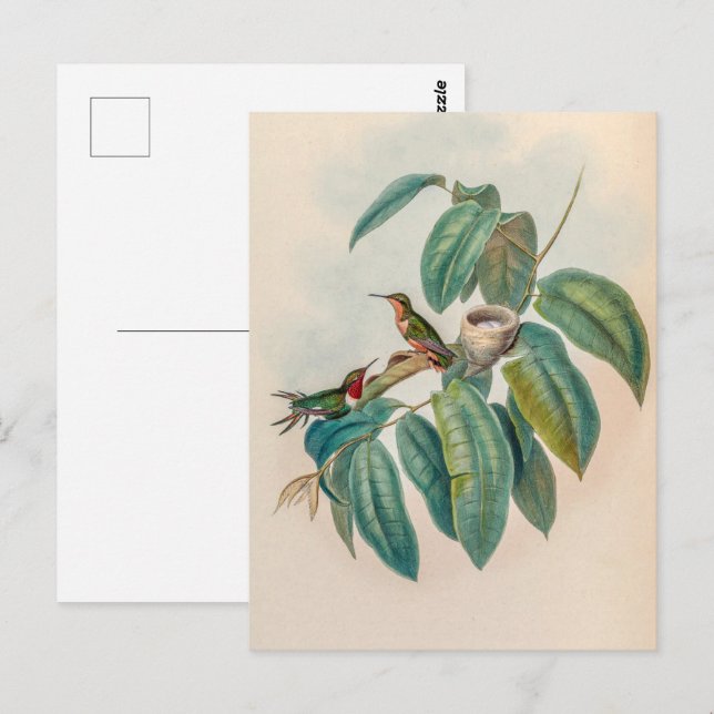 Carte Postale Colibri vintage par John Gould (Devant / Derrière)