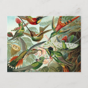 Carte Postale Colibris