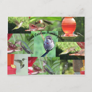 Carte Postale Colibris de Caroline du Sud