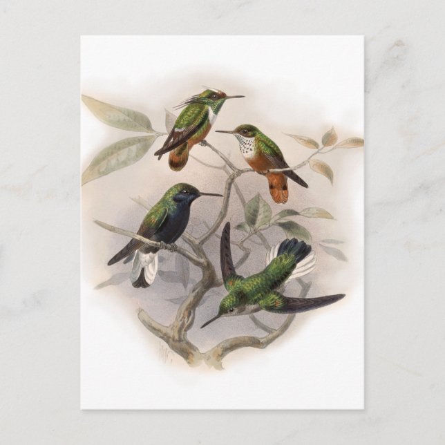 Carte Postale Colibris en vol (Devant)