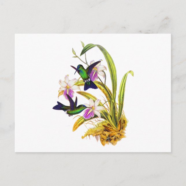 Carte Postale Colibris et orchidées pourpres (Devant)