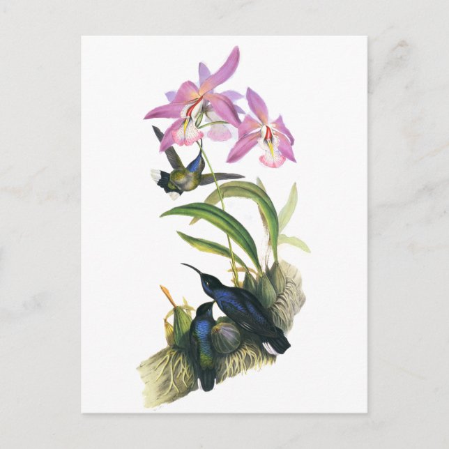 Carte Postale Colibris et orchidées roses (Devant)