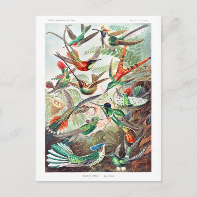 Carte Postale Colibris Trochilidae Kolibris par Ernst Haeckel (Devant)