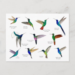 Carte Postale Colibris tropicaux 