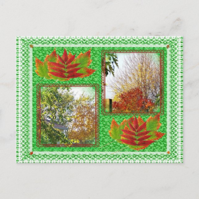 Carte Postale Collage d'arbres (Devant)
