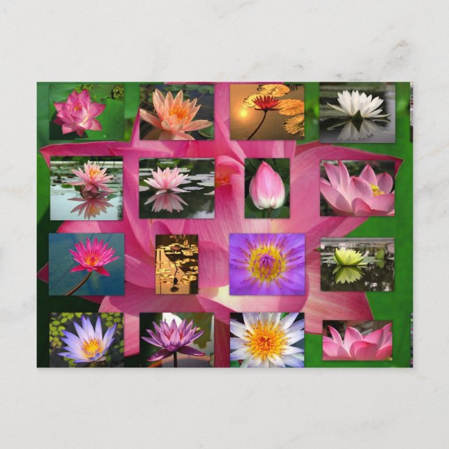 Carte Postale Collage de Belle Lys et Lotus Images (Devant)