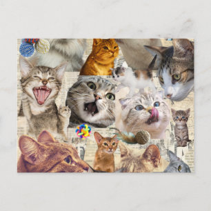 Carte postale collage de chat