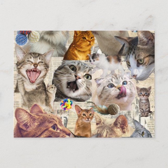 Carte postale collage de chat (Devant)