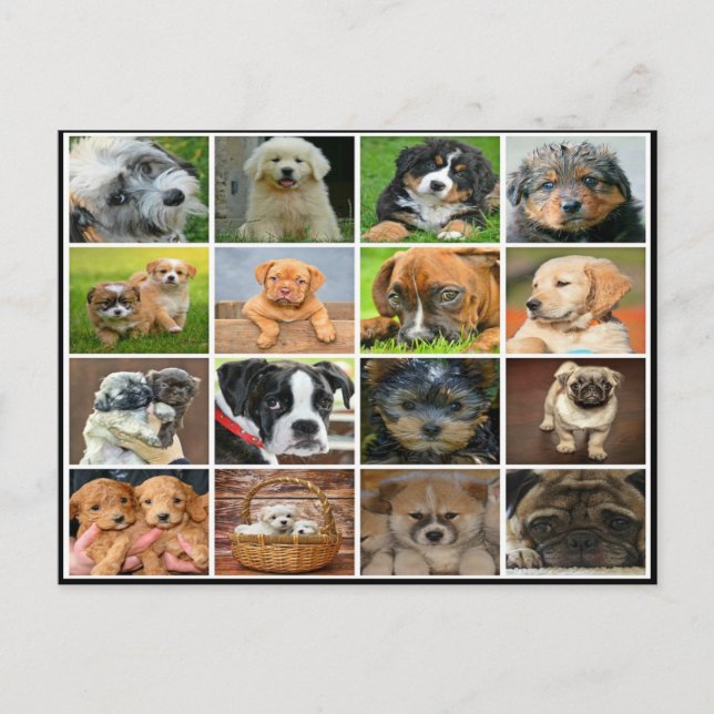 Carte Postale Collage de chiot (Devant)