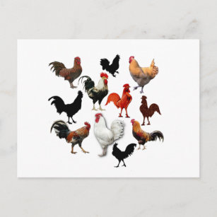 Carte Postale Collage de coq Poulets Vintages rustiques