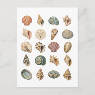 Carte Postale Collage de coquillages