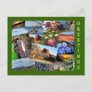 Carte Postale Collage de la nature et de la faune