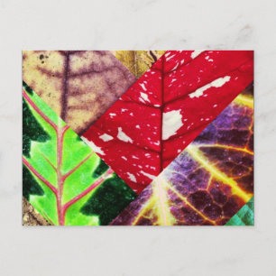 Carte postale Collage feuille